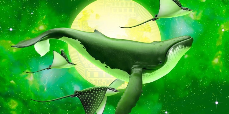 نهنگ های اتر مشغول انباشت رپد بیتکوین و ایپ کوین هستند